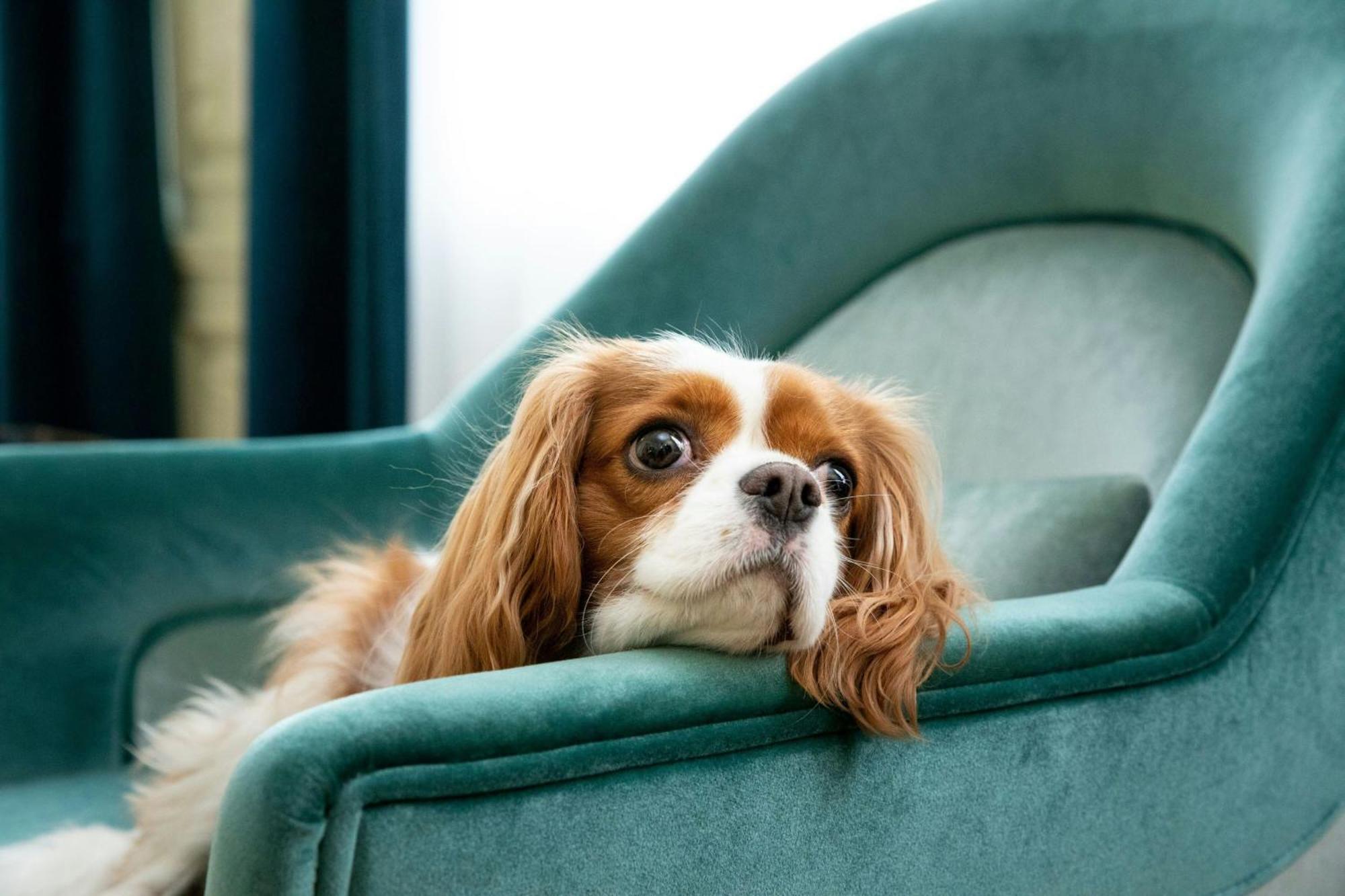 Sapphire House Antwerp, Autograph Collection By Marriott Hotell Exteriör bild Cavalier King Charles Spaniel